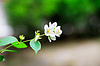 Предварительный завод ветка цветок цветение жасмина | Фото