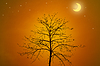 Сухое дерево силуэт с ночным концепции | Фото
