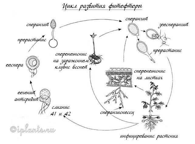 развитие фитофторы