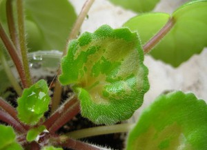 Трипсы на комнатных растениях: особенности и виды, как бороться, фото триопсов