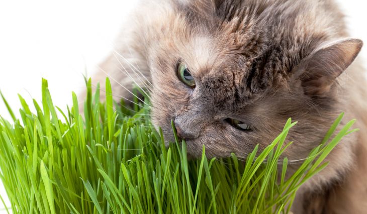 Какую траву любят кошки