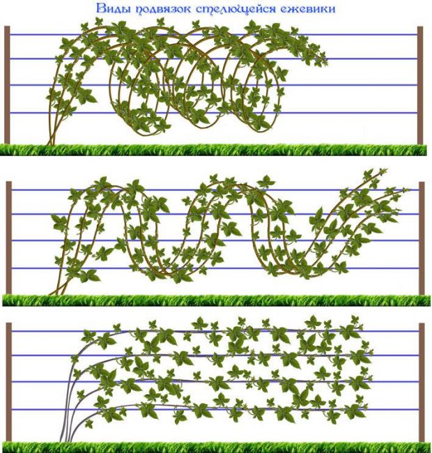 В саду колючую ежевику размещают на шпалере