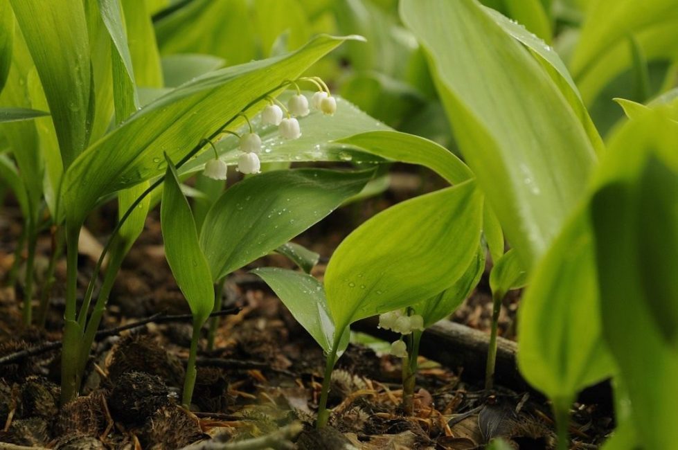 Ландыш Майский (Convallaria majalis)