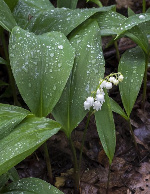 Горный Convallaria majalis montana