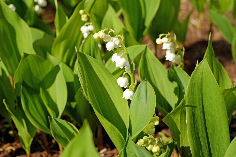 Ландыш Convallaria Majalis