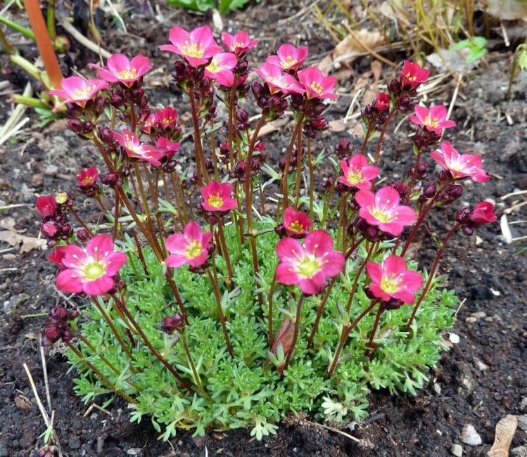 Saxifraga Peter Pan (камнеломка)