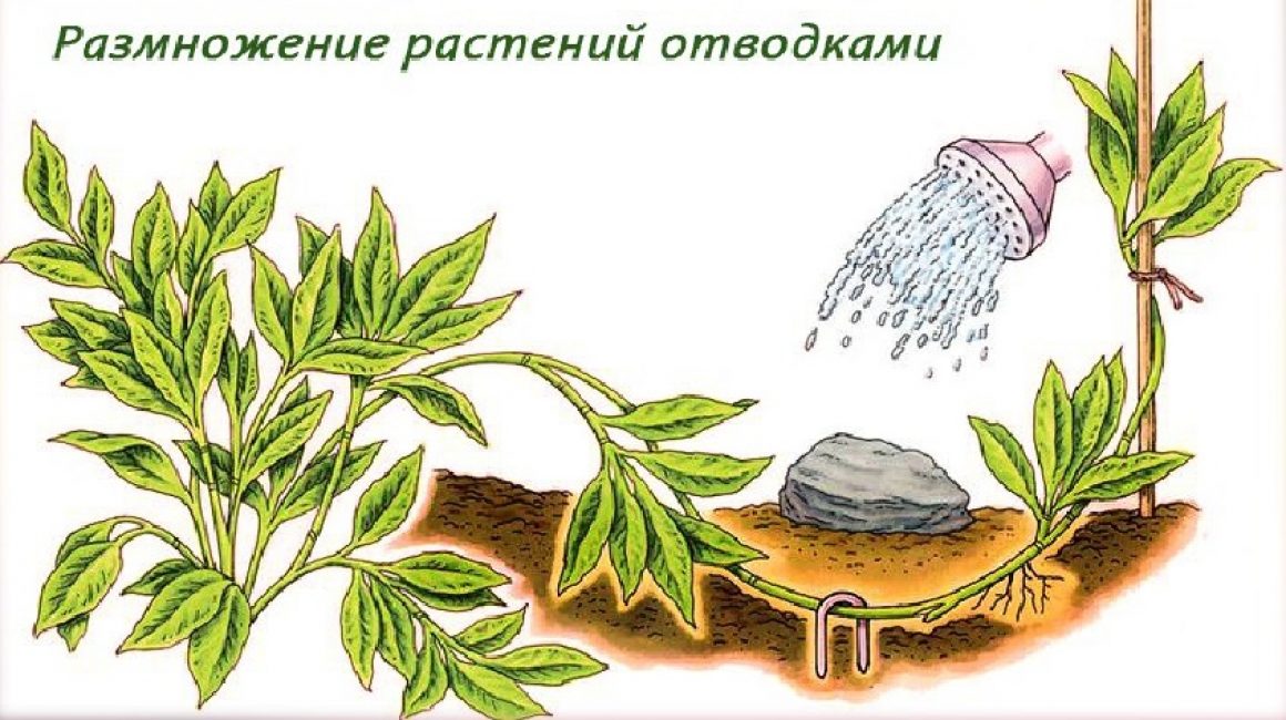 Схема получения отводка от растения