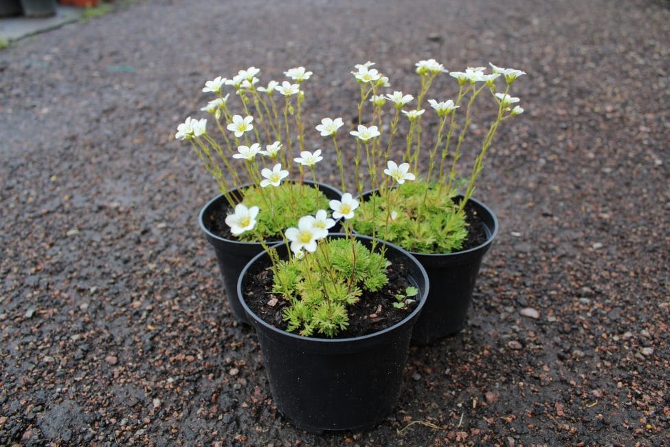 Saxifraga arendsii Alba (камнеломка)