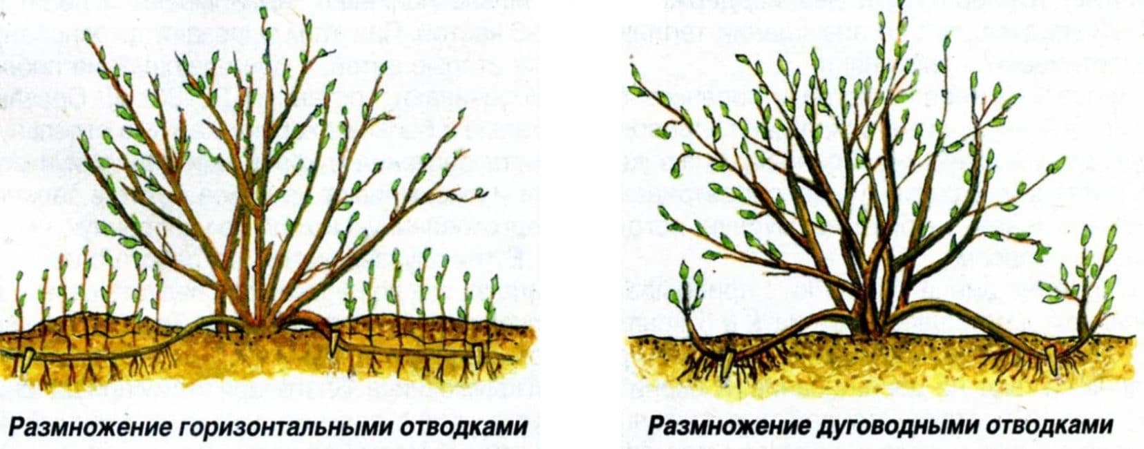 Схема размножения отводками