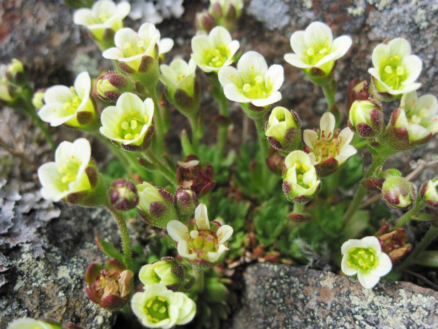 (камнеломка) saxifraga caespitosa