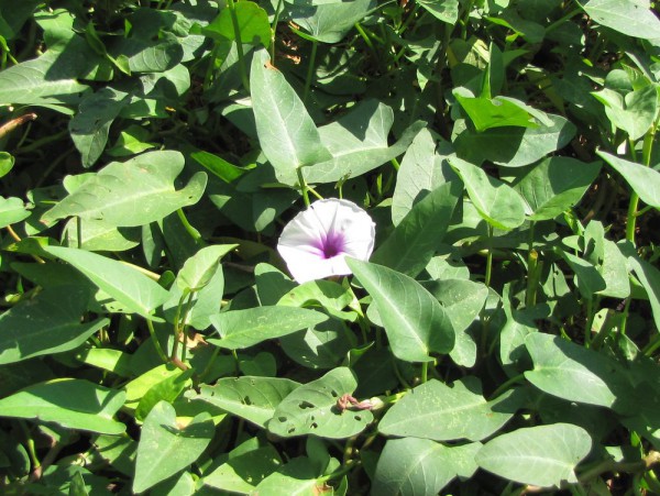 цветы таиланда Ipomoea aquatica - Водяной шпинат