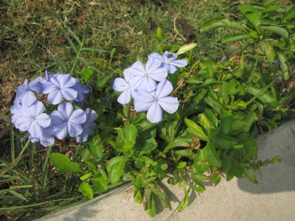 цветы таиланда Свинчатка или Плюмбаго ушковидное/ Plumbago auriculata