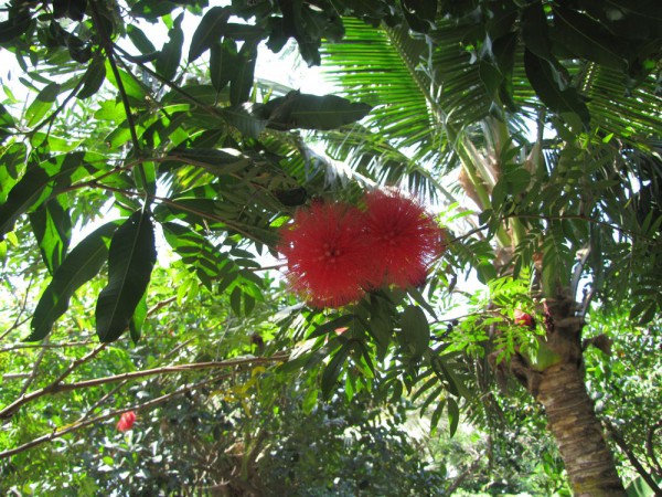 Calliandra haematocephala - каллиандра красноголовая