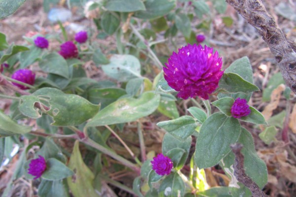 Gomphrena globosa