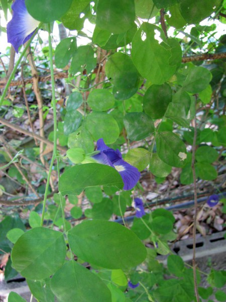 Клитория тройчатая, Clitoria ternatea мотыльковый горошек