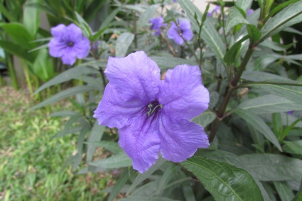 Руэллия тубероза, Ruellia tuberosa цветы таиланда