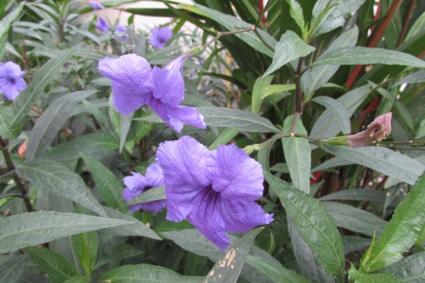 Руэллия тубероза, Ruellia tuberosa 