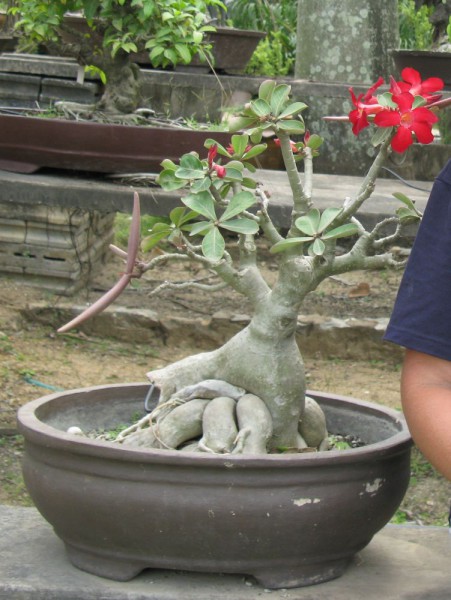 Адениум, Adenium