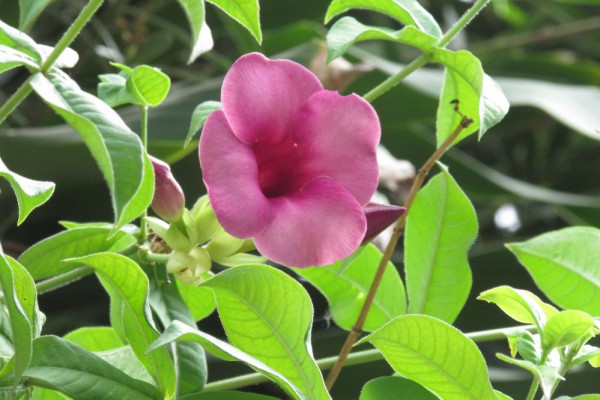 Алламанда пурпурная, алламанда вишневая, Allamanda blanchetii (Allamanda violacea)