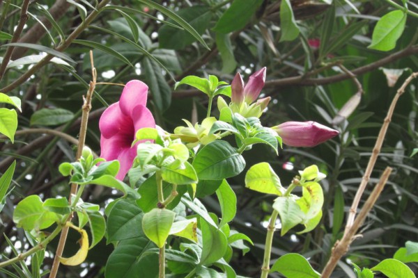 Алламанда пурпурная, алламанда вишневая, Allamanda blanchetii (Allamanda violacea)