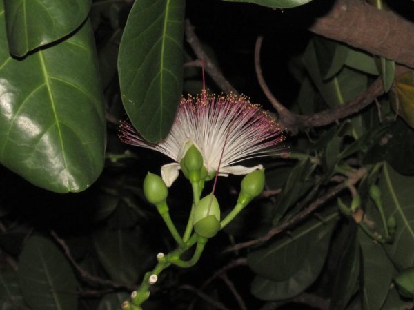 Баррингтония азиатская (Barringtonia asiatica) цветы таиланда