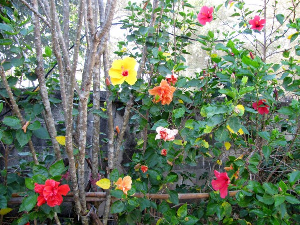 Гибискус, китайская роза, Hibiscus rosa-sinensis