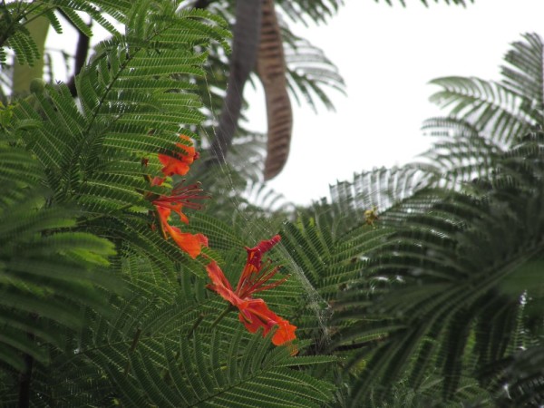 Делоникс Королевский, Delonix regia