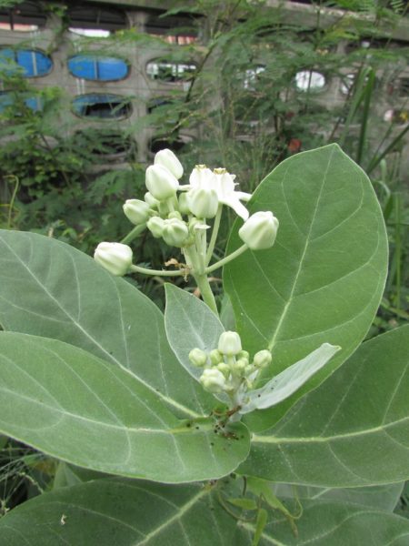 Калотропус Гигантский (лат. Calotropis Gigantea) цветы таиланда