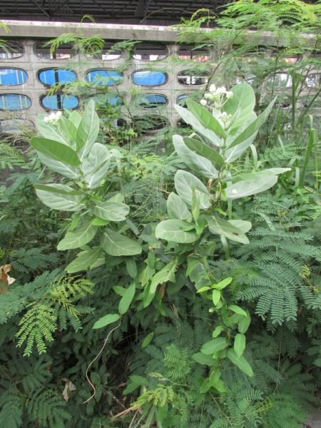 Калотропус Гигантский (лат. Calotropis Gigantea) цветы таиланда