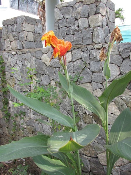 Канна (Canna indica, Canna x generalis)