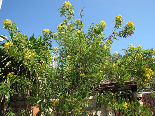 Cassia glauca