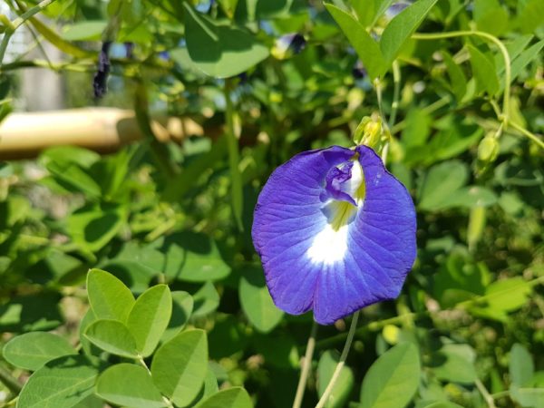 цветы таиланда Клитория тройчатая, Clitoria ternatea мотыльковый горошек