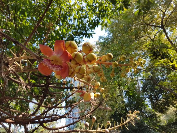 Курупита гвианская (лат. Couroupita guianensis) цветы таиланда