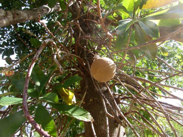 Курупита гвианская (лат. Couroupita guianensis) цветы таиланда