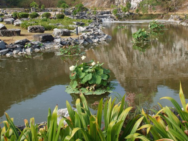 Лотос орехоносный, Nelumbo nucifera, Asiatic lotus