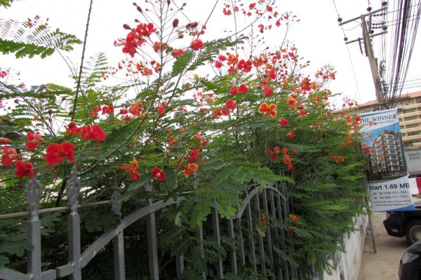 Цезальпиния Прекрасная, Caesalpinia pulcherrima