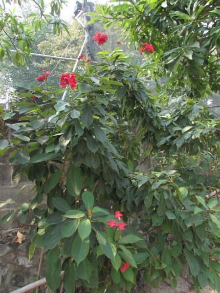 Ятрофа цельнокрайняя, Коралловый цветок (Jatropha integerrima) цветы таланда