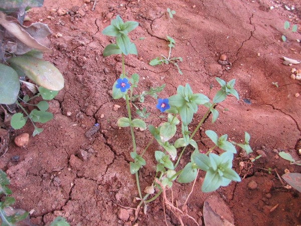 Анагаллис полевой, Очный цвет (Anagallis arvensis) цветы кипра