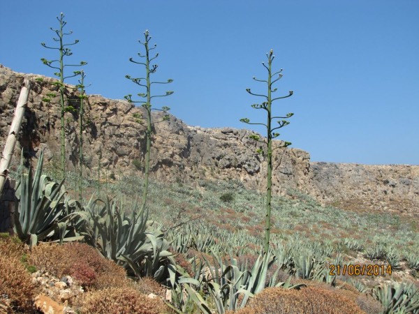 Агава американская (Agave americana) цветы крита