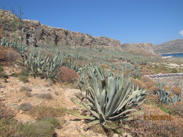 Агава американская (Agave americana) цветы крита