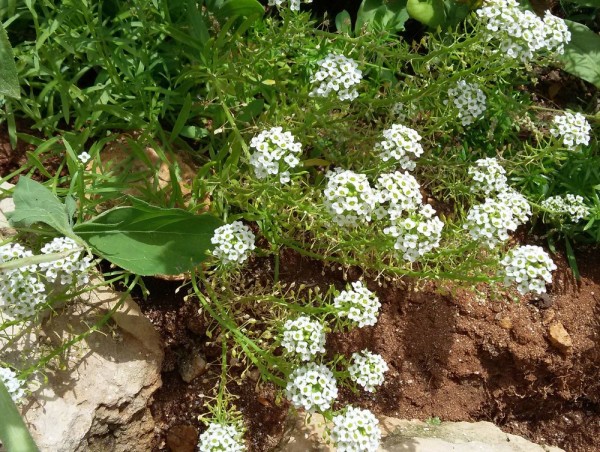 Алиссум морской (Alyssum maritimum, Lobularia maritima) цветы кипра