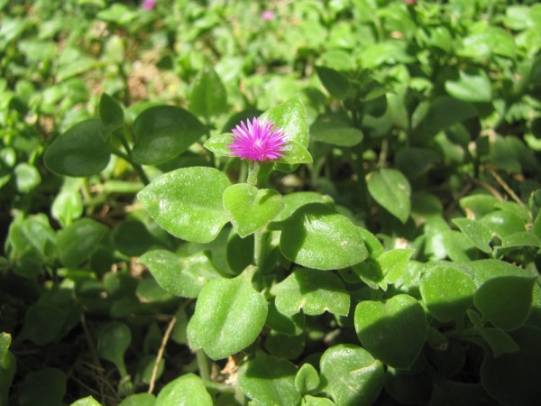 Аптения сердцелистная (Aptenia cordifolia) цветы крита