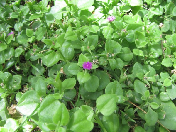 Аптения сердцелистная (Aptenia cordifolia) цветы крита