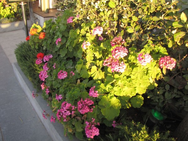 Пеларгония, герань (Pelargonium) цветы крита