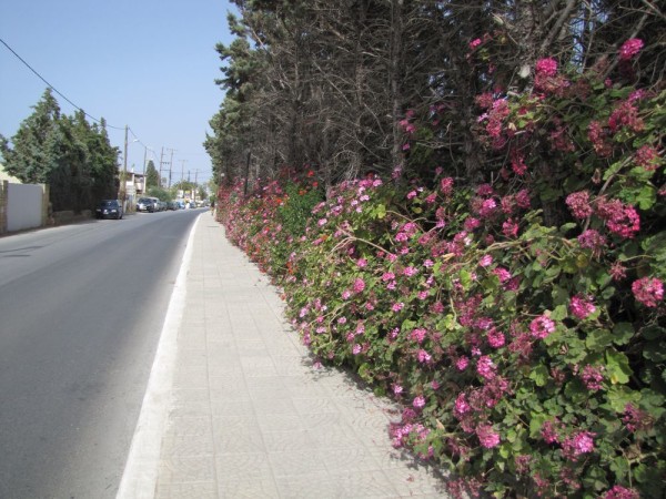 Пеларгония, герань (Pelargonium) цветы крита