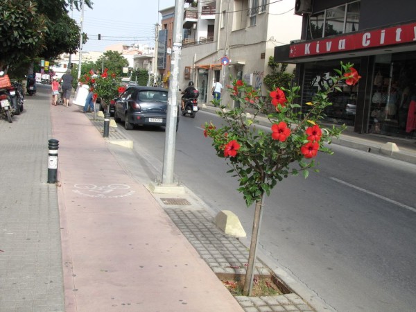 Гибискус, китайская роза (Hibiscus rosa-sinensis) цветы крита