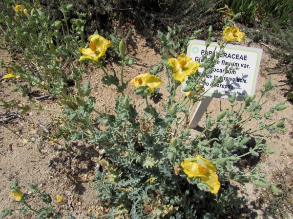 Глауциум жёлтый, мачок желтый (Glaucium flavum) цветы кипра