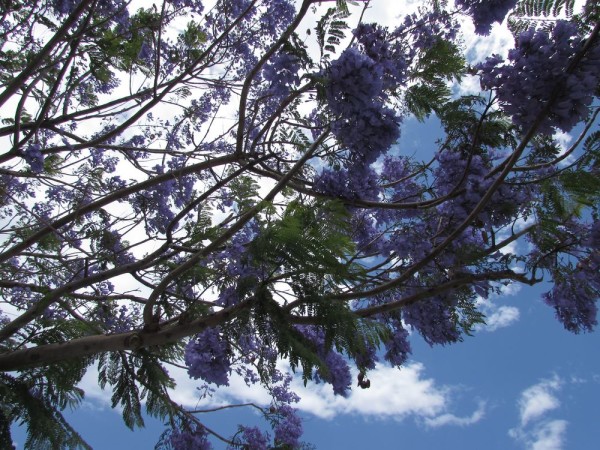 Жакаранда, Джакаранда (Jacaranda mimosifolia, Jacaranda acutefolia) цветы кипра