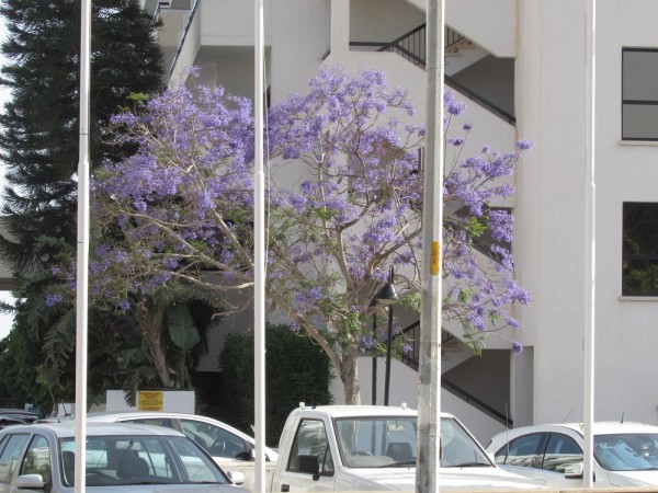 Жакаранда, Джакаранда (Jacaranda mimosifolia, Jacaranda acutefolia) цветы кипра