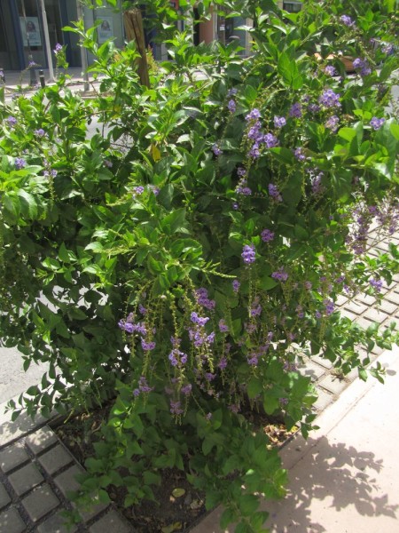 Дуранта, Медовая Капля (Duranta erecta, Duranta repens) цветы крита